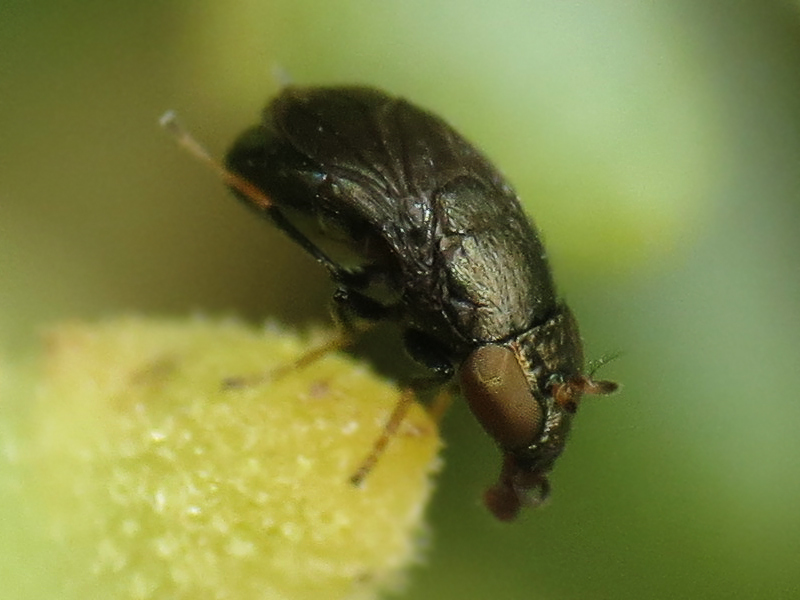 Clanoneurum americanum
