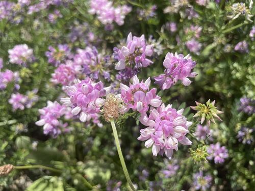 purple crownvetch