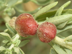 Asphondylia atriplicis