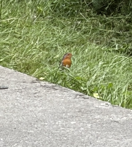 European Robin