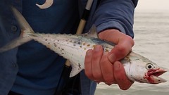 Scomberomorus maculatus