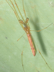 Tetragnatha hasselti