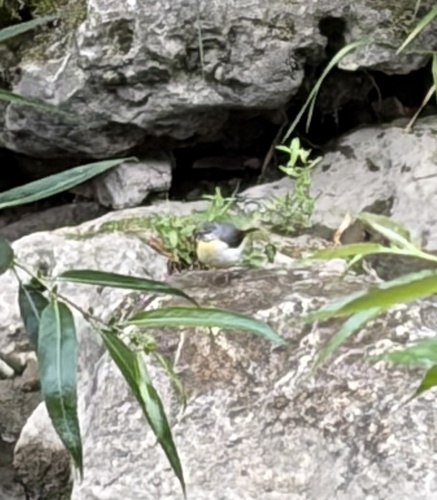 Grey Wagtail