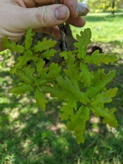 Quercus