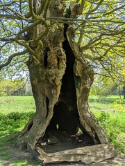 Quercus