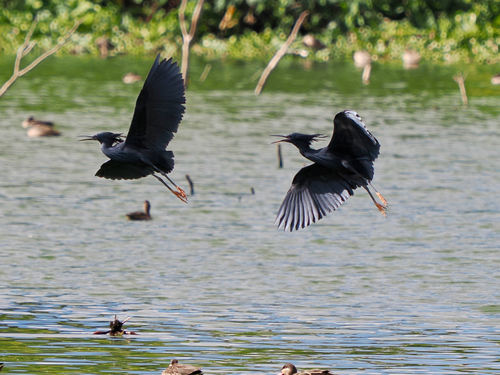 iNaturalist image