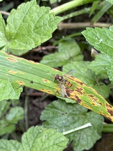 Marmalade Hover Fly