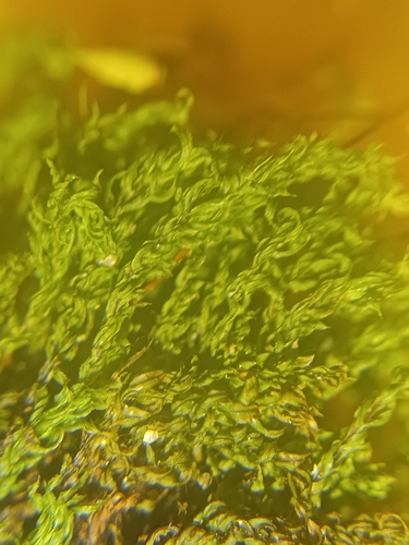 Mnium lycopodioides observed 2026-05-30