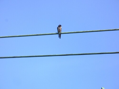 Barn Swallow