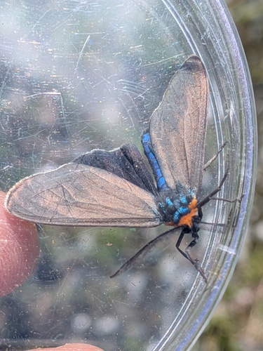 Virginia Ctenucha Moth