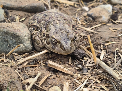 Mongolian Toad