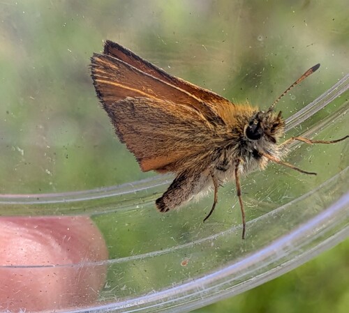 Essex Skipper