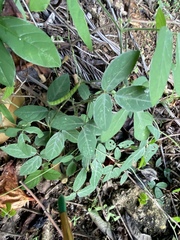 Teramnus labialis