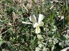 Viola etrusca