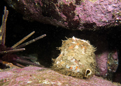 Monoplex parthenopeus