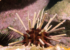 Phyllacanthus parvispinus