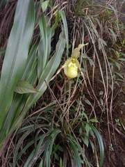 Phragmipedium pearcei