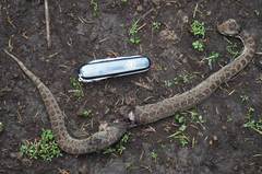 Crotalus triseriatus