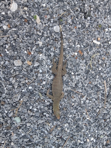 Clouded Monitor