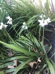Allium triquetrum