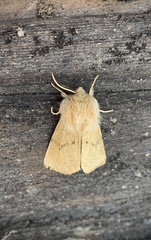 Malacosoma constricta