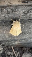 Malacosoma constricta