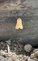 Malacosoma constricta