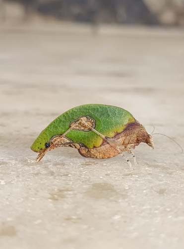 Pycnopalpa bicordata