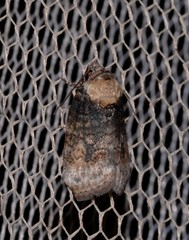 Etanna breviuscula