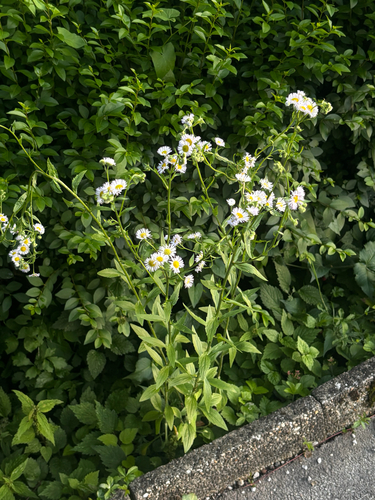 annual fleabane