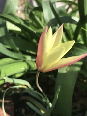 Tulipa clusiana
