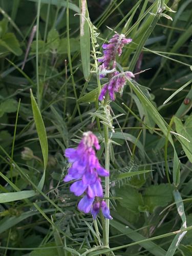 tufted vetch