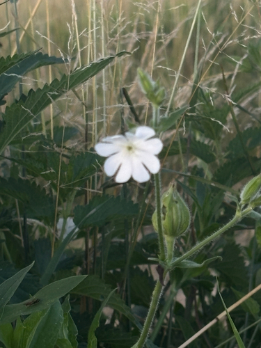 white campion
