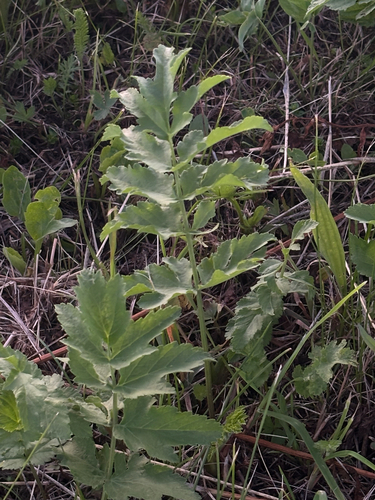 wild parsnip