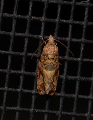 Lobesia transtrifera