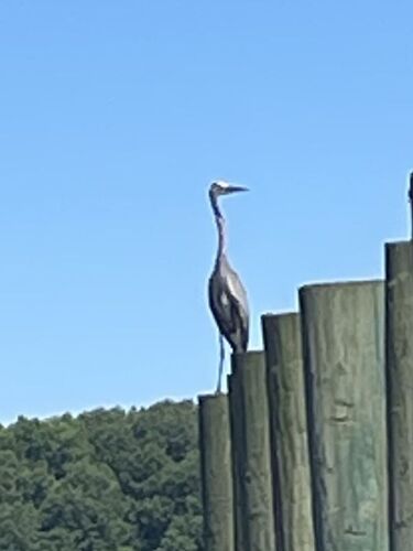 Great Blue Heron