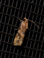 Lobesia transtrifera