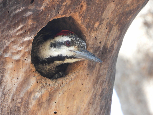 Bearded Woodpecker