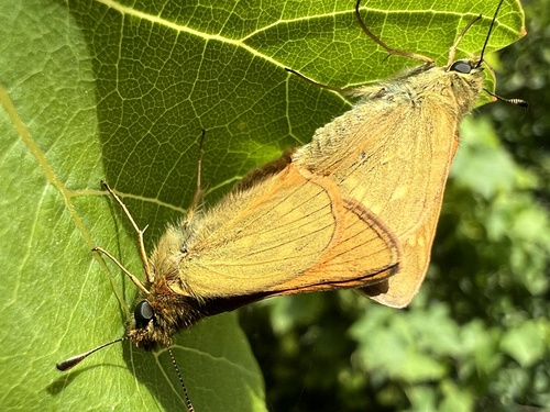 Large Skipper