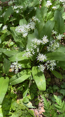 Allium ursinum