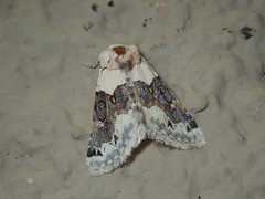 Triocnemis saporis