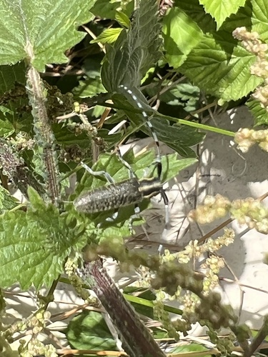 Golden-bloomed Longhorn Beetle