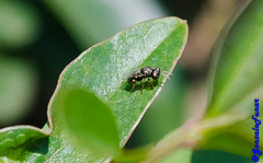 Insecta