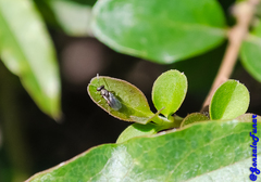 Insecta