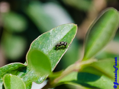 Insecta