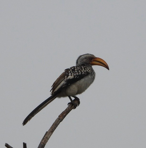 Southern Yellow-billed Hornbill