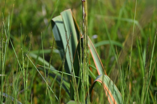 Asphodelus albus, photograph 2