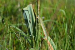 Asphodelus albus, photograph (c) Jose Castro, some rights reserved (CC BY)