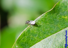 Insecta