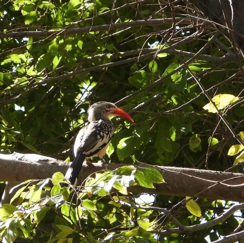Southern Red-billed Hornbill